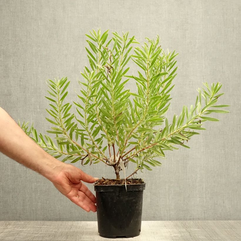 Spécimen de Leucadendron Inca Gold Pot de 3L/4L tel que livré en été