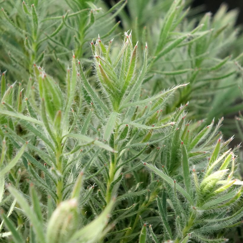 Leucadendron Jubilee Crown (Feuillage)