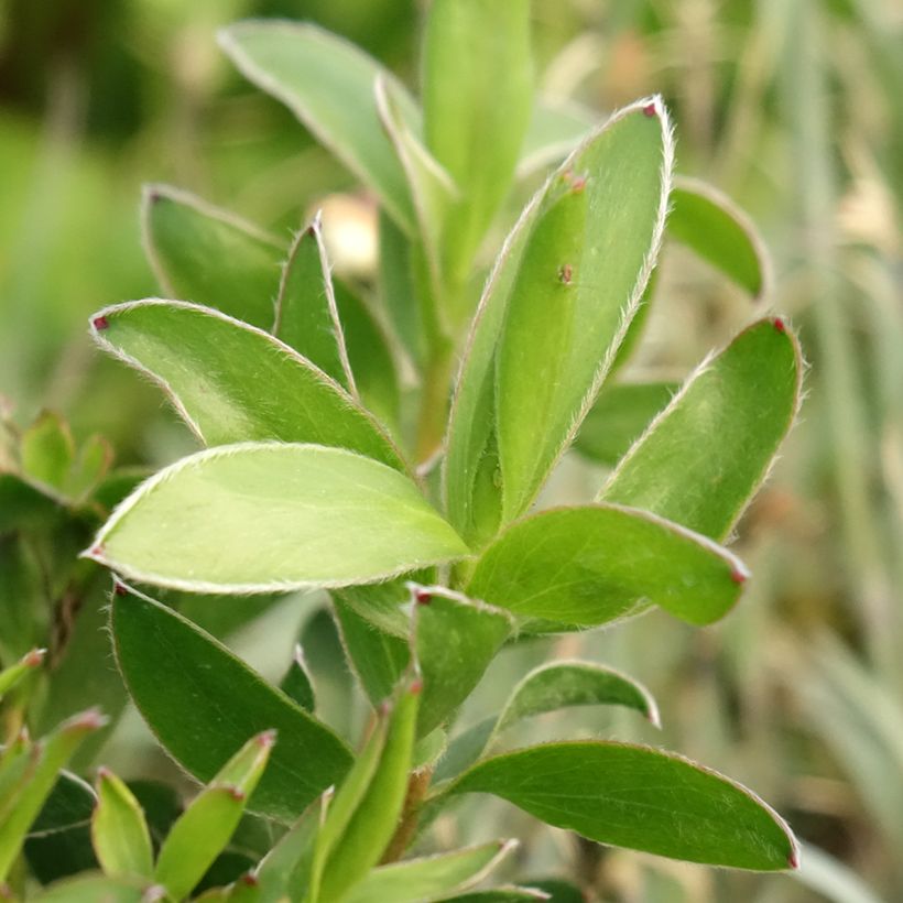 Leucadendron Safari Goldstrike (Feuillage)