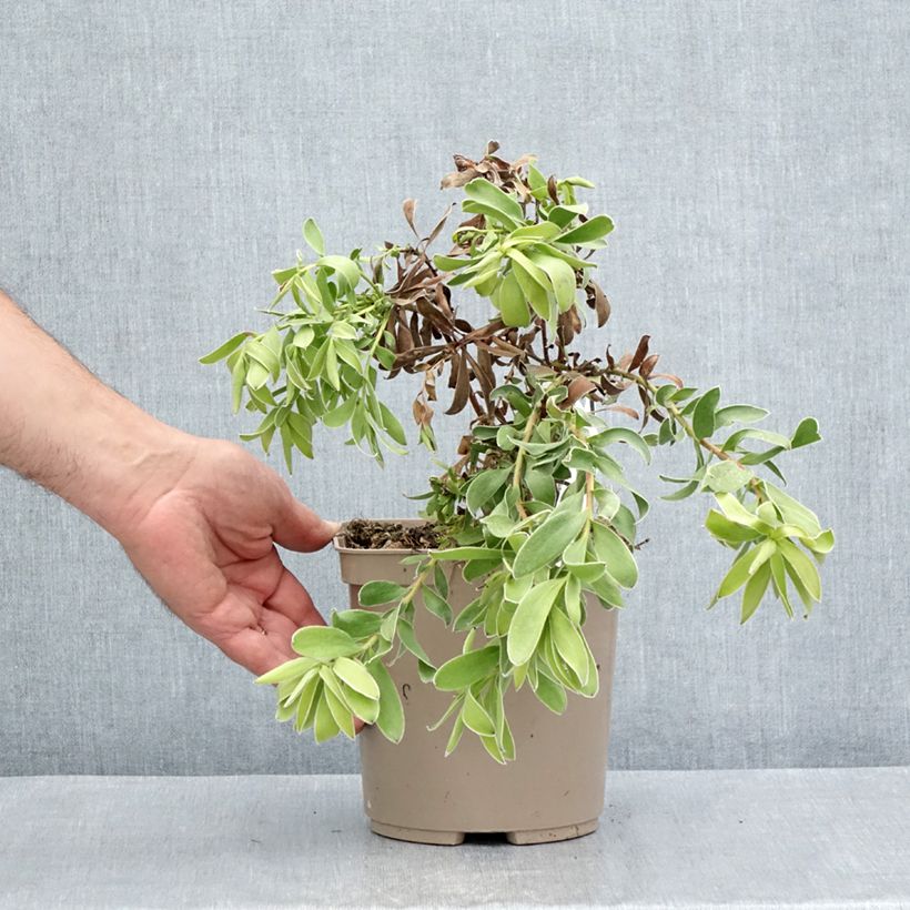 Spécimen de Leucadendron Safari Goldstrike Pot de 3L/4L tel que livré en été