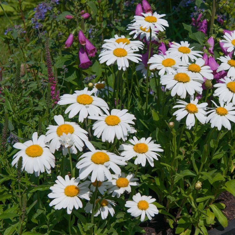 Leucanthemum Princesse d'Argent - Grande marguerite (Floraison)