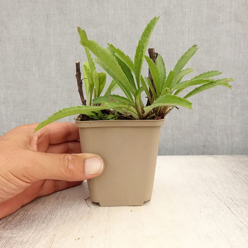 Spécimen de Leucanthemum Real Neat - Grande marguerite Godet de 8/9 cm tel que livré en été