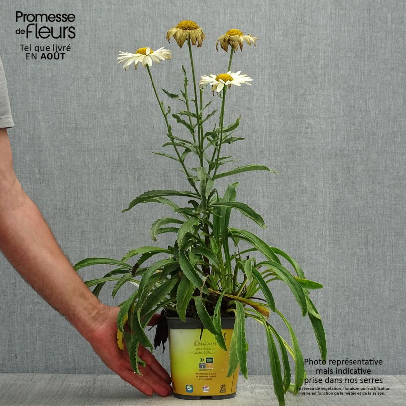 Spécimen de Leucanthemum superbum Broadway lights - Grande marguerite Pot de 2L/3L tel que livré en été