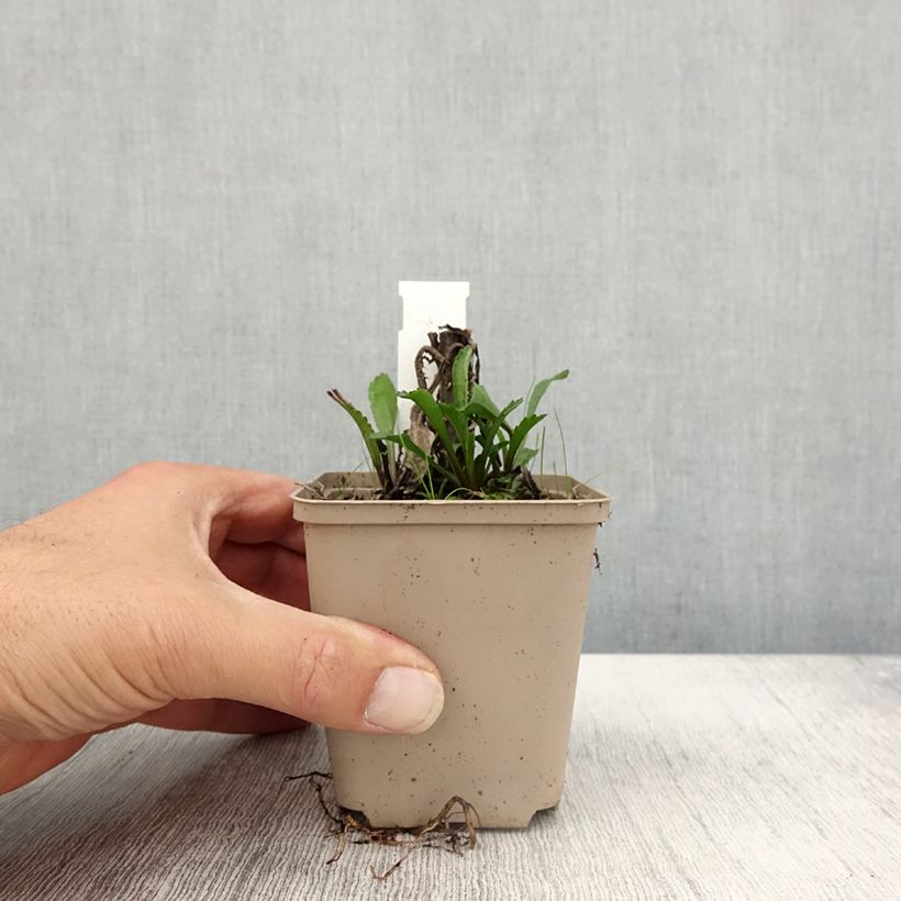 Spécimen de Leucanthemum superbum Luna - Grande marguerite Godet de 8/9 cm tel que livré en automne