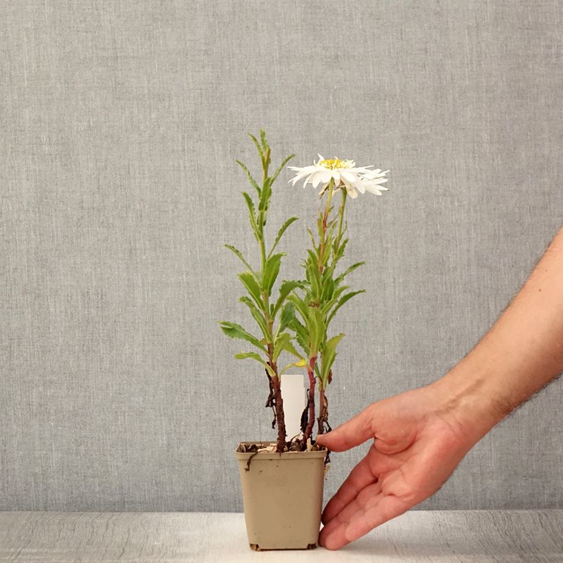 Spécimen de Leucanthemum superbum Real Glory - Grande Marguerite Godet de 8/9 cm tel que livré en été