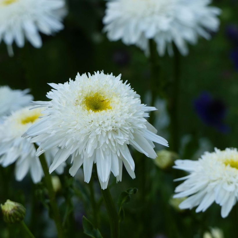 Leucanthemum superbum Wirral Supreme - Grande Marguerite (Floraison)