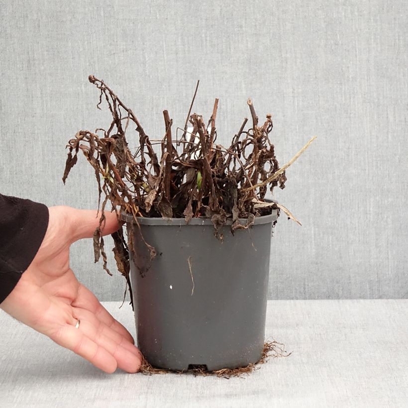Spécimen de Leucanthemum Victorian Secret - Marguerite à fleurs doubles Pot de 2L/3L tel que livré en hiver