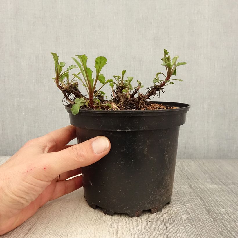 Spécimen de Leucanthemum vulgare Maikonigin - Marguerite Reine de Mai tel que livré au printemps