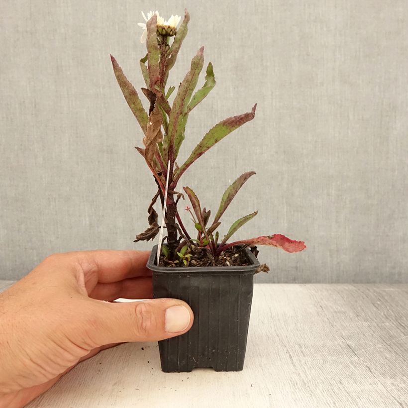 Spécimen de Leucanthemum x superbum Brightside - Grande marguerite Godet de 8/9 cm tel que livré en été