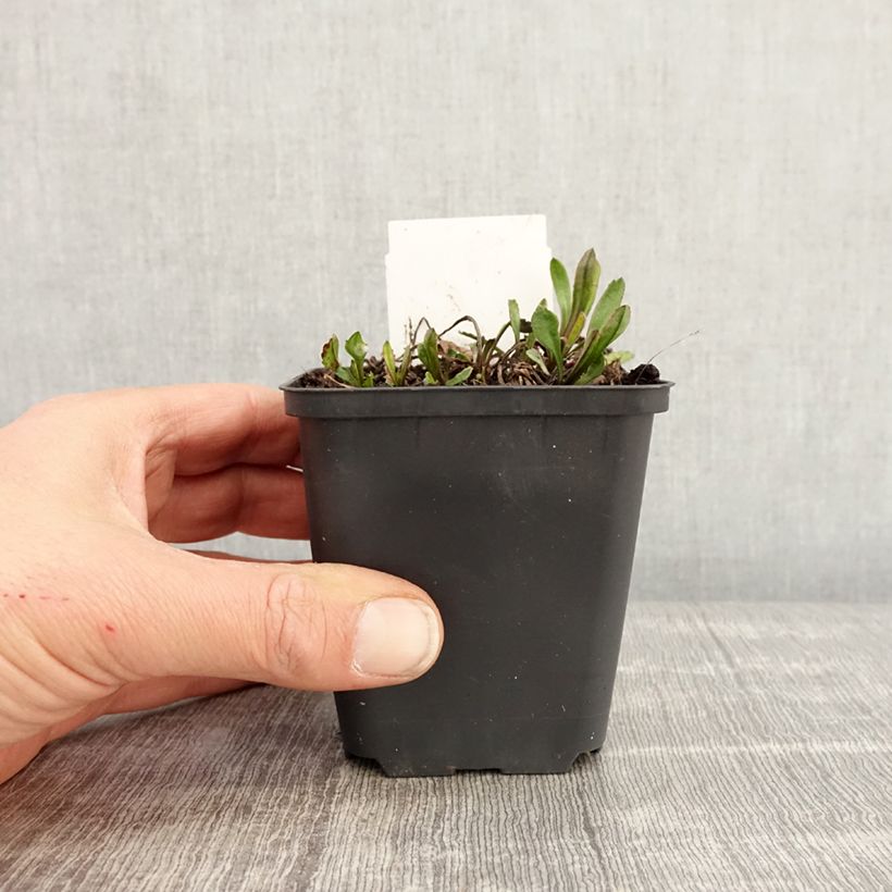 Spécimen de Leucanthemum x superbum Brightside - Grande marguerite - Godet de 8/9 cm tel que livré au printemps