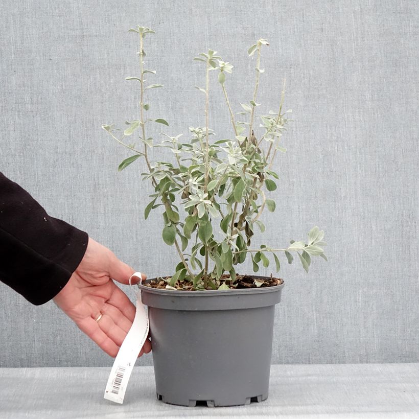 Spécimen de Leucophyllum frutescens - Sauge du désert Pot de 3L/4L tel que livré en hiver