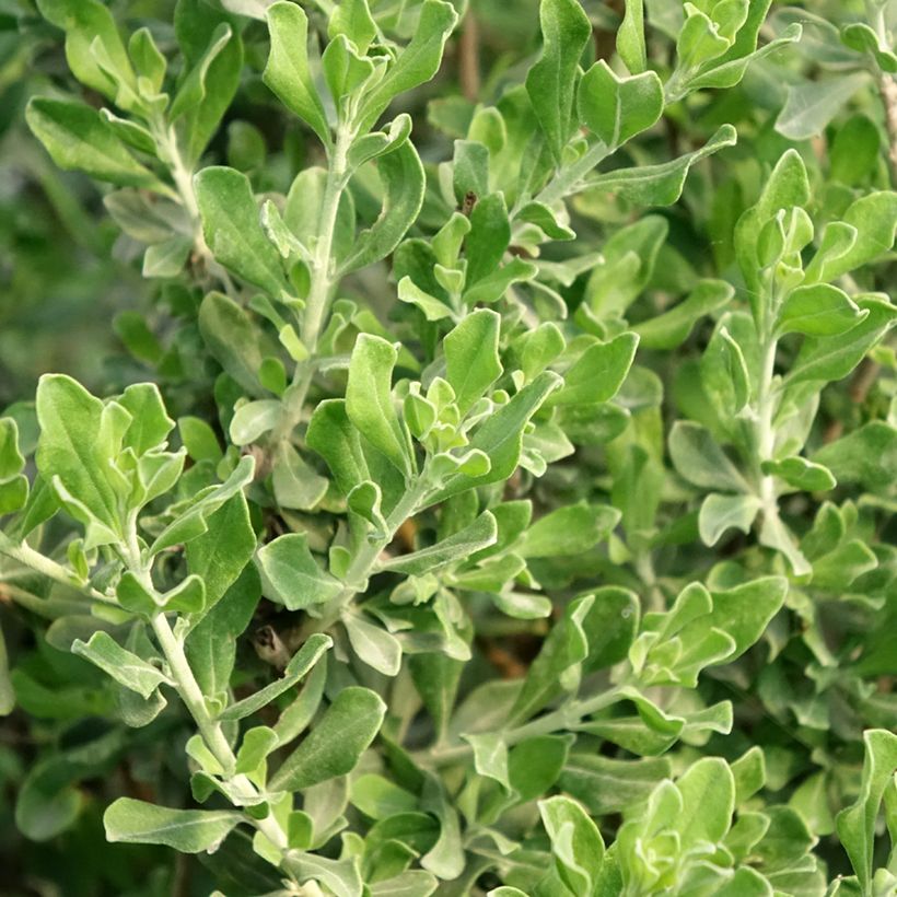 Leucophyllum langmaniae - Sauge du Rio Bravo (Feuillage)
