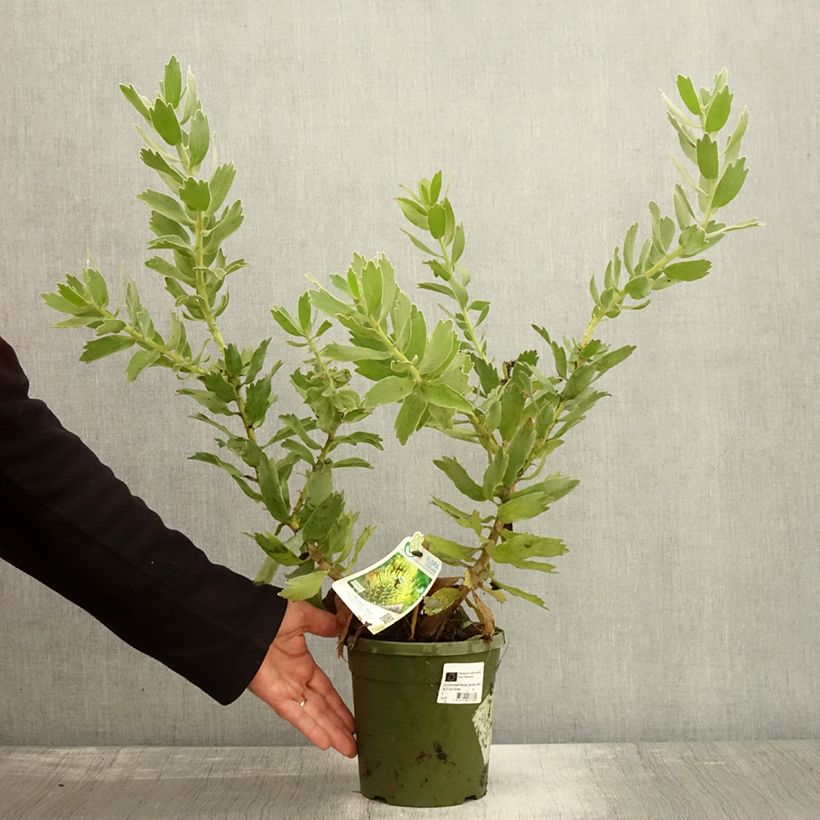 Spécimen de Leucospermum Ayoba Red - Pelote d'épingles Rouge Pot de 2L/3L tel que livré en automne