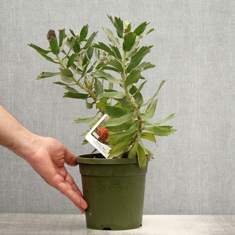 Spécimen de Leucospermum Ayoba Red - Pelote d'épingles Rouge Pot de 2L/3L tel que livré en été
