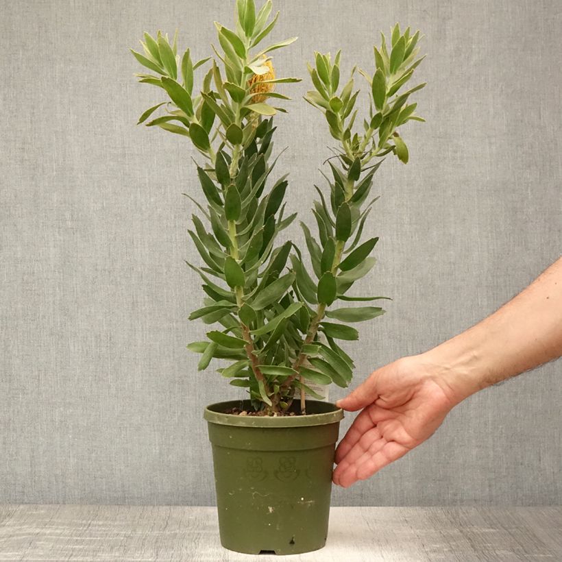 Spécimen de Leucospermum Copper Carnival - Pelote d'épingles Pot de 2L/3L tel que livré en été