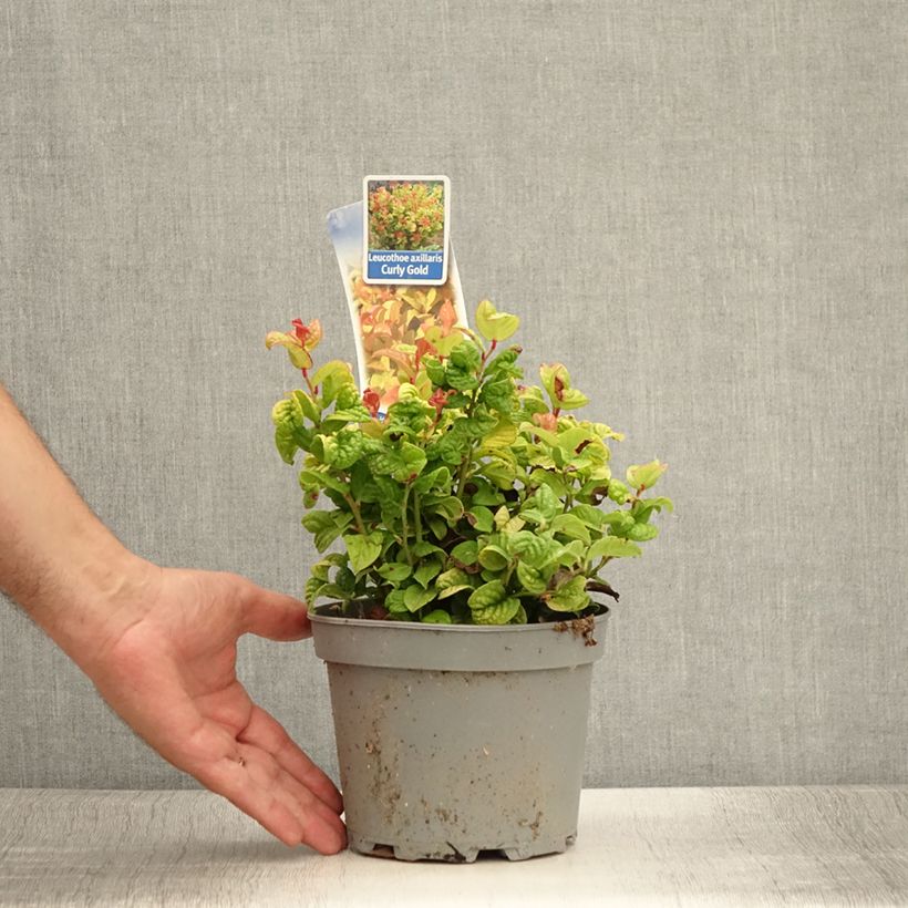Spécimen de Leucothoe axillaris Curly Gold Pot de 2L/3L tel que livré en été