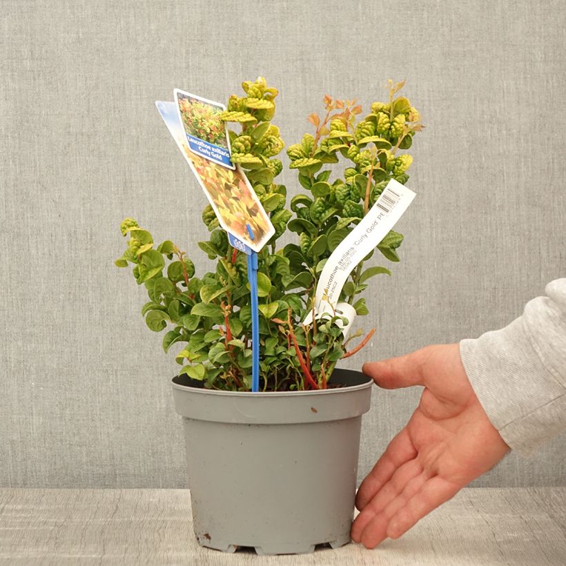 Spécimen de Leucothoe axillaris Curly Gold Pot de2L/3L tel que livré au printemps