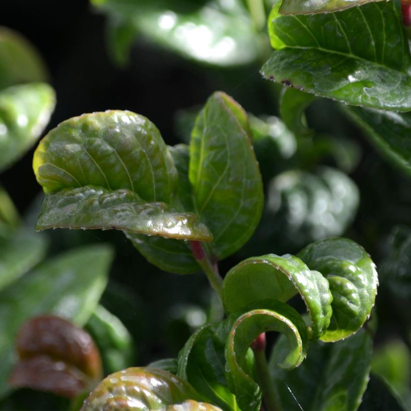 Leucothoe axillaris Curly Red (Feuillage)