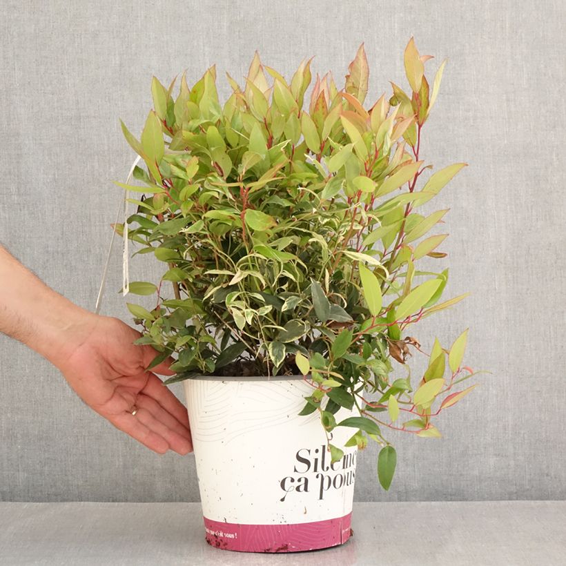 Spécimen de Leucothoe fontanesiana Color Diamond Pot de 4L/5L tel que livré en été