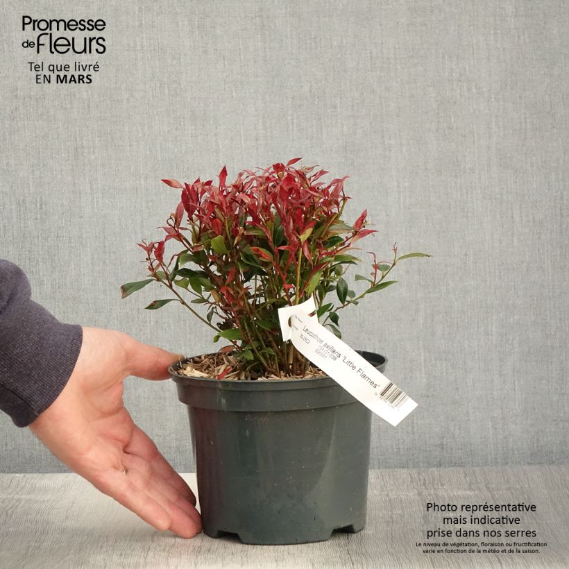 Spécimen de Leucothoe fontanesiana Little Flames en pot de 2l/3l tel que livré au printemps