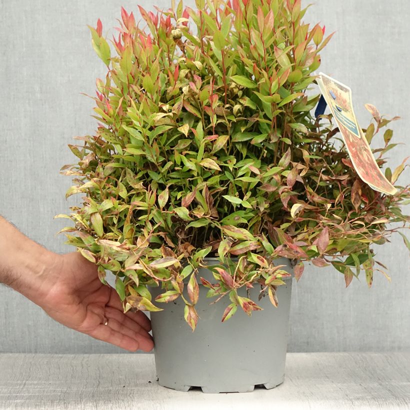 Spécimen de Leucothoe fontanesiana Little Flames Pot de 4L/5L tel que livré en été