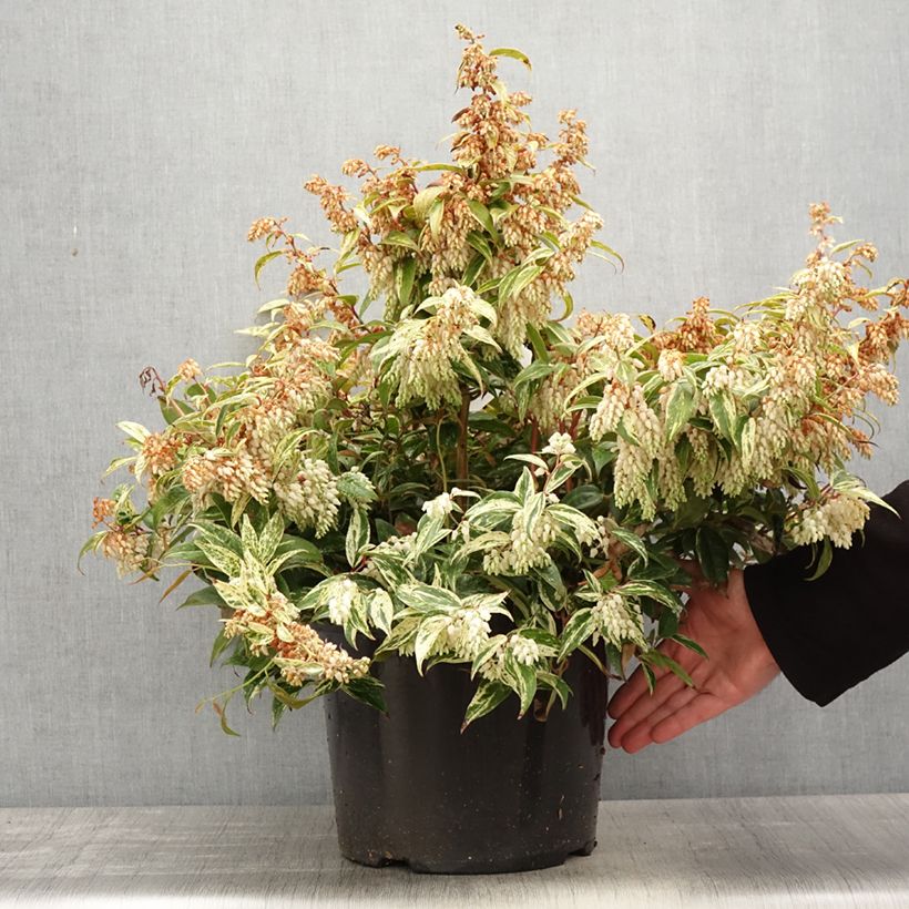 Spécimen de Leucothoe fontanesiana Makijaz en pot de 7,5l/10l tel que livré au printemps