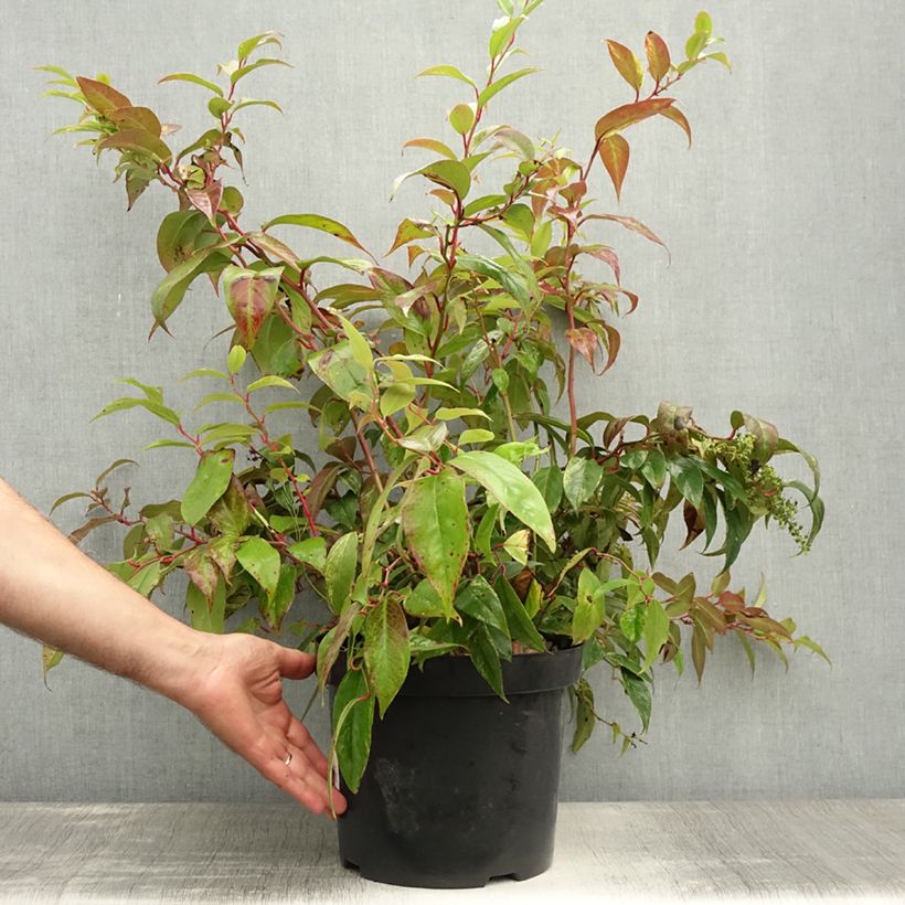 Spécimen de Leucothoe fontanesiana Rainbow Pot de 7,5L/10L tel que livré en été