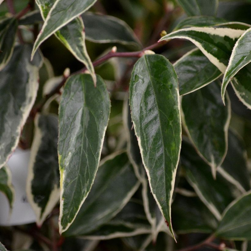 Leucothoe fontanesiana Whitewater (Feuillage)