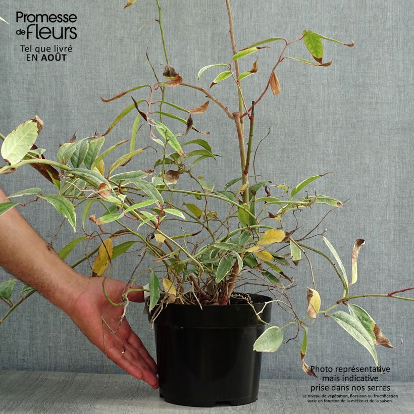 Spécimen de Leucothoe fontanesiana Whitewater Pot de 2L/3L tel que livré en été
