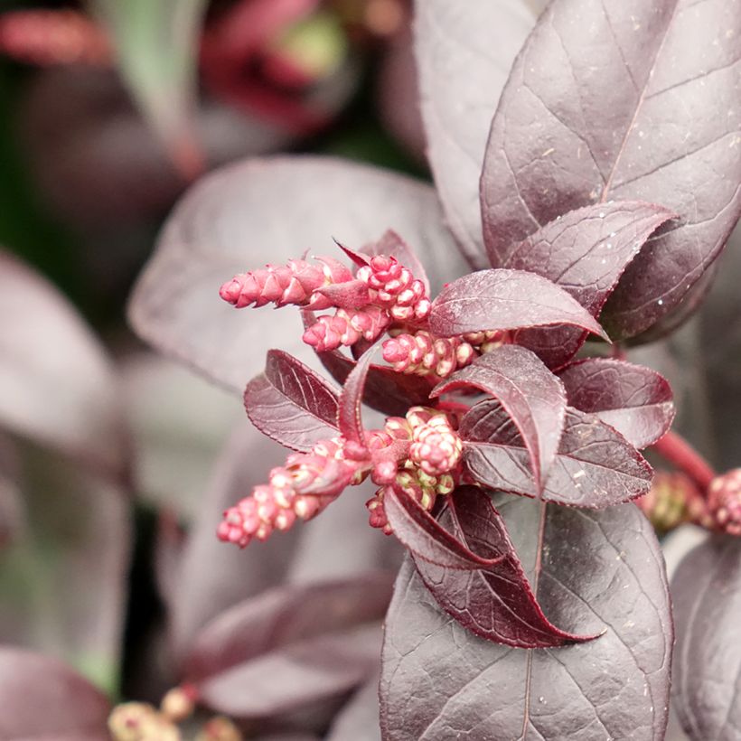Leucothoe fontesiana Dark Diamond (Floraison)