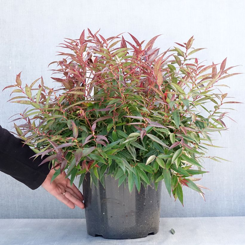 Spécimen de Leucothoe keiskei Burning Love Pot de 7,5L/10L tel que livré en hiver