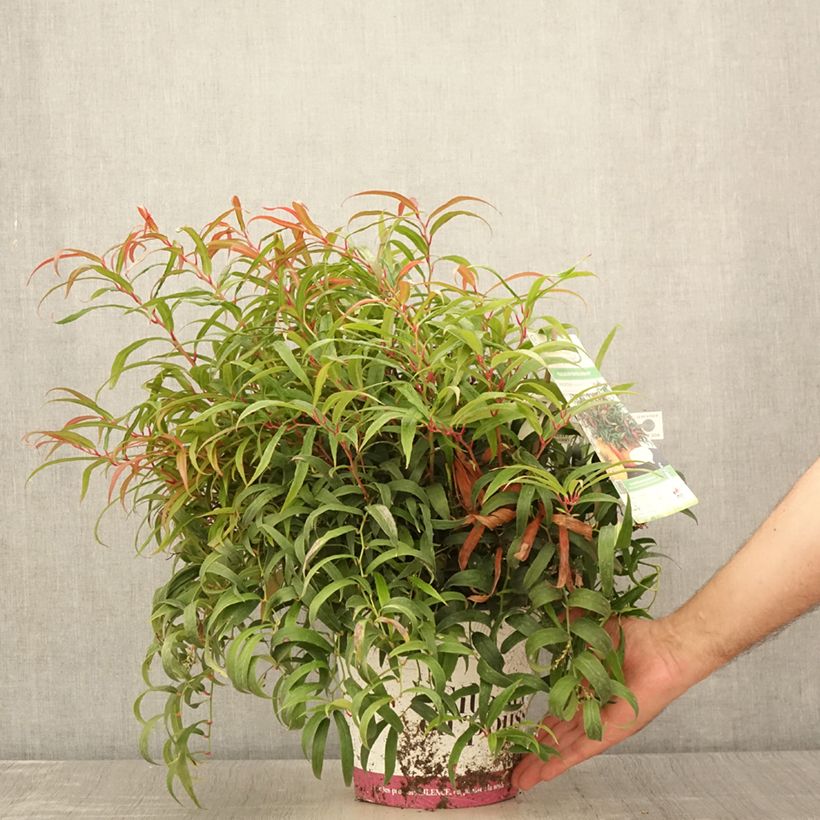 Spécimen de Leucothoe keiskei Halloween Pot de 4L/5L tel que livré en été