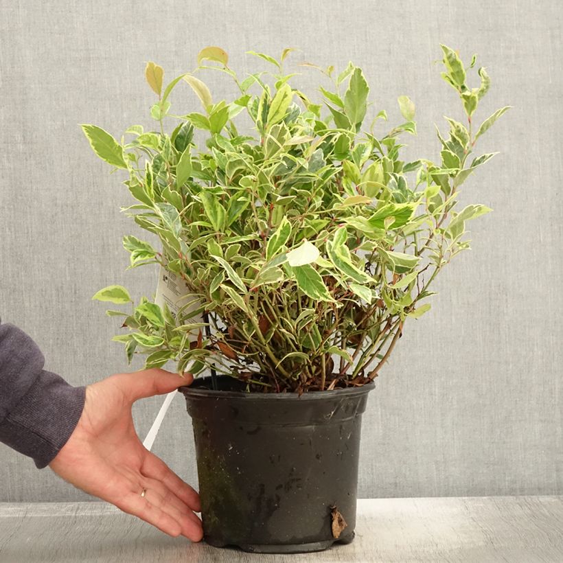 Spécimen de Leucothoe walteri Firestar Pot de 2L/3L tel que livré en automne