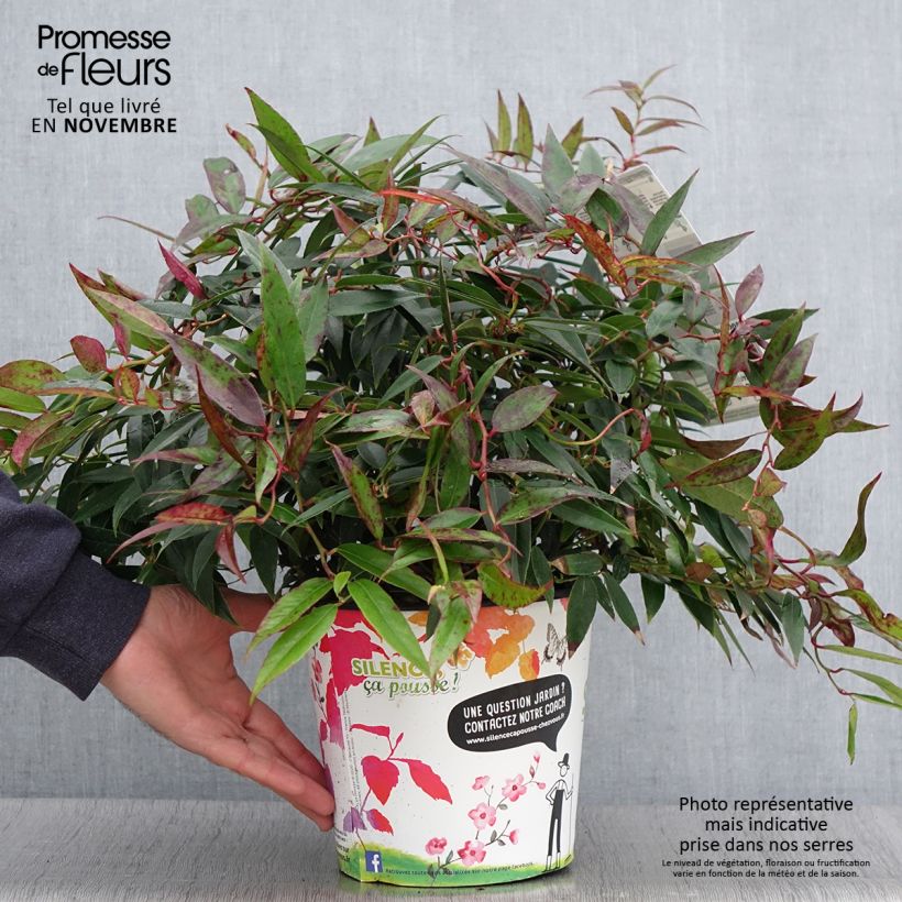 Spécimen de Leucothoe walteri Royal Ruby Pot de 2L/3L tel que livré en automne