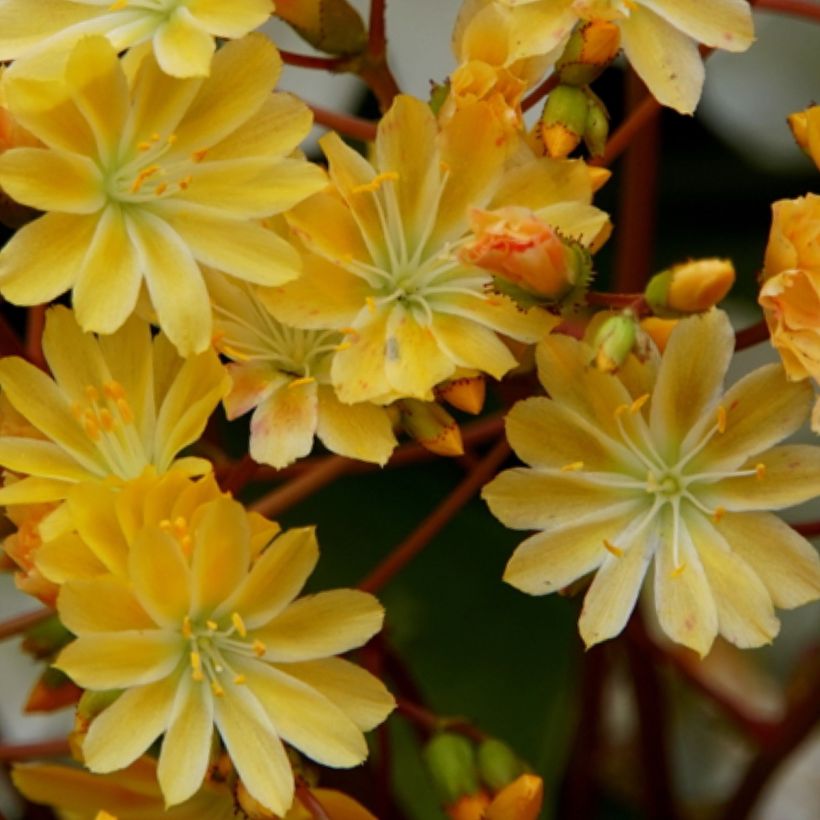 Lewisia cotyledon Elise Golden Yellow (Floraison)