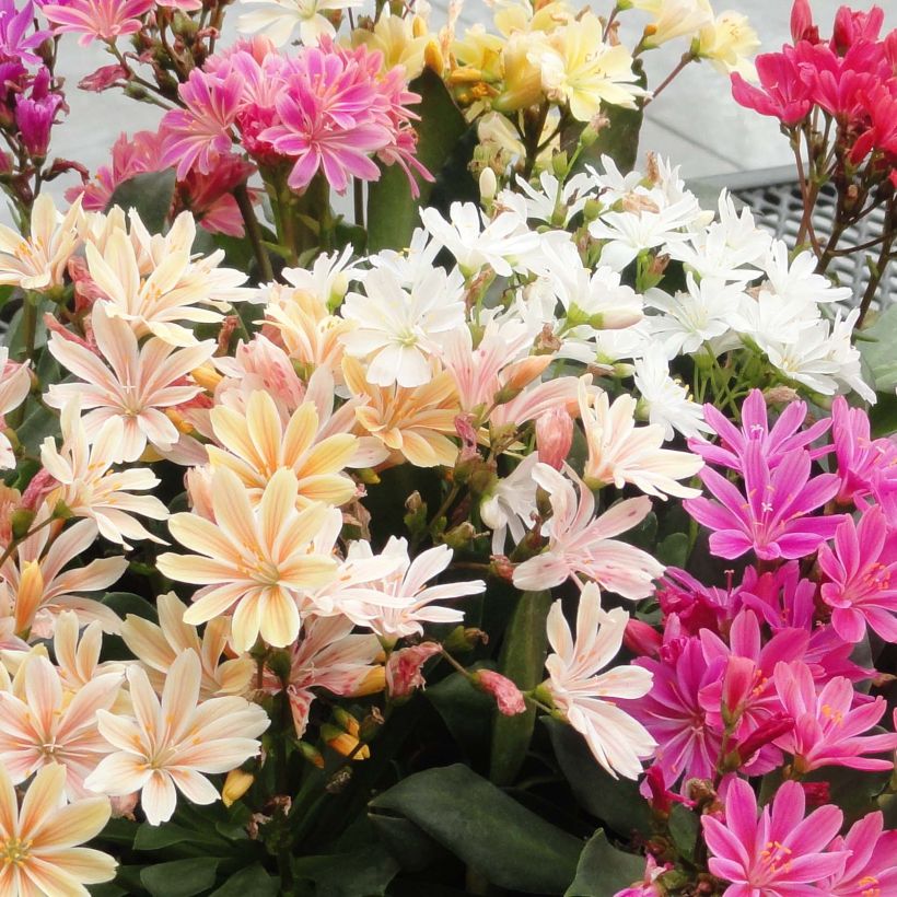 Lewisia cotyledon Elise en mélange (Floraison)