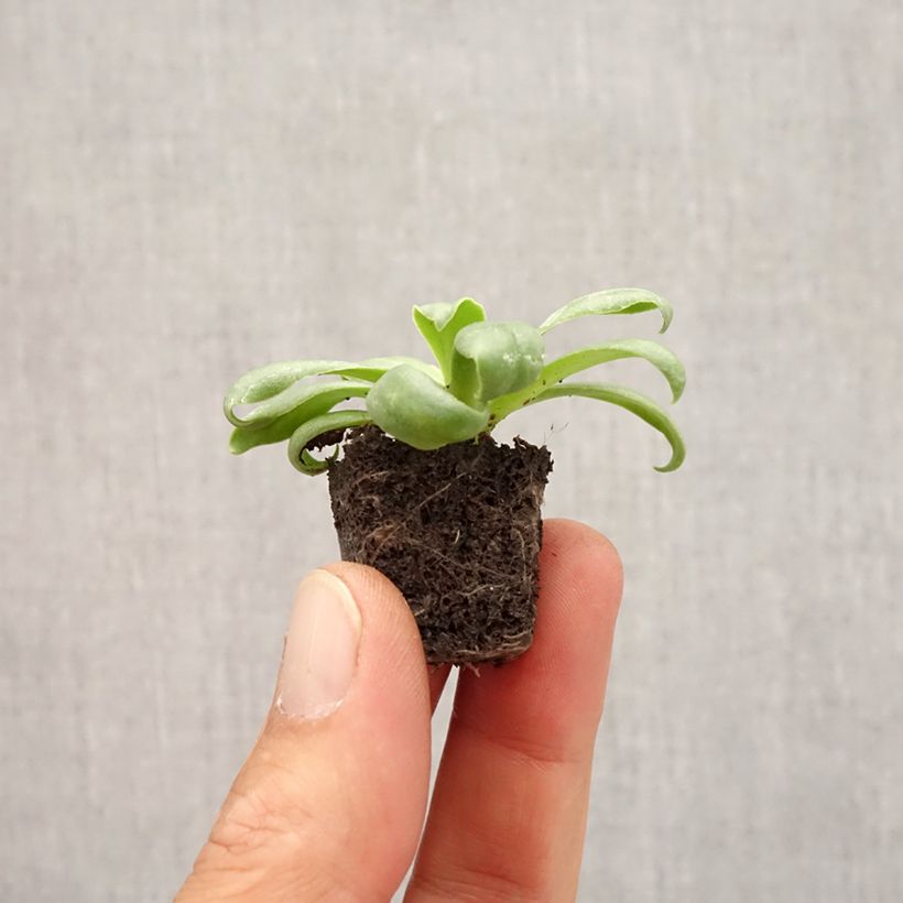 Spécimen de Lewisia cotyledon Elise White Mini-motte 2,5 cm tel que livré en automne