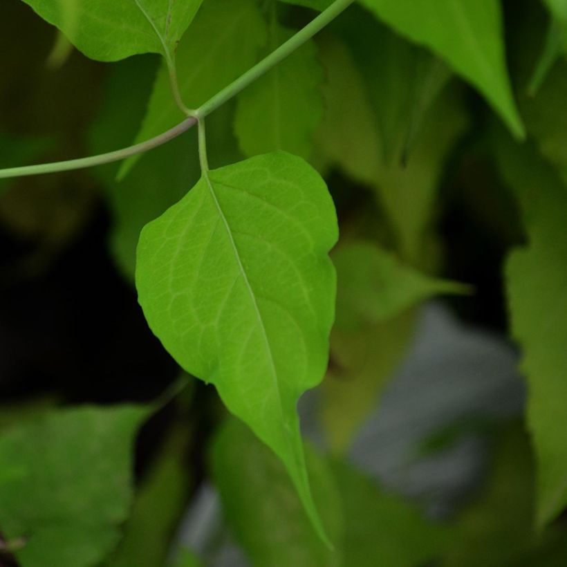 Leycesteria formosa Golden Lanterns - Arbre aux faisans (Feuillage)