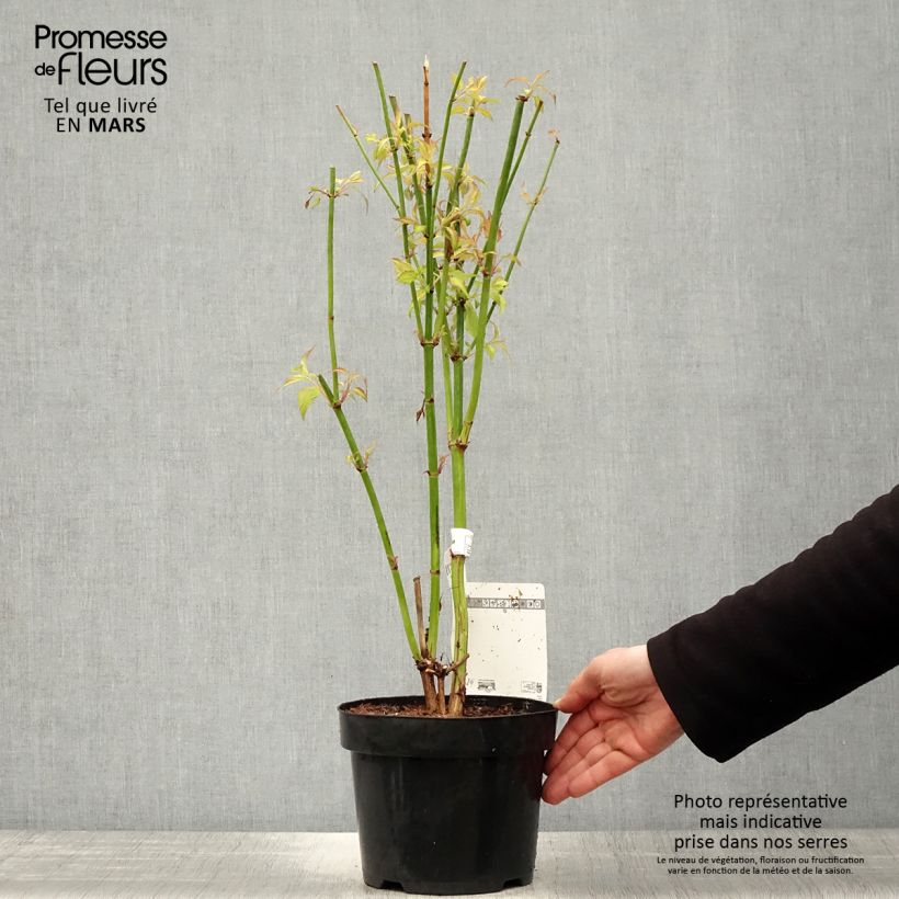 Spécimen de Leycesteria formosa Little Lanterns - Arbre aux faisans - Pot de 3L/4L tel que livré au printemps