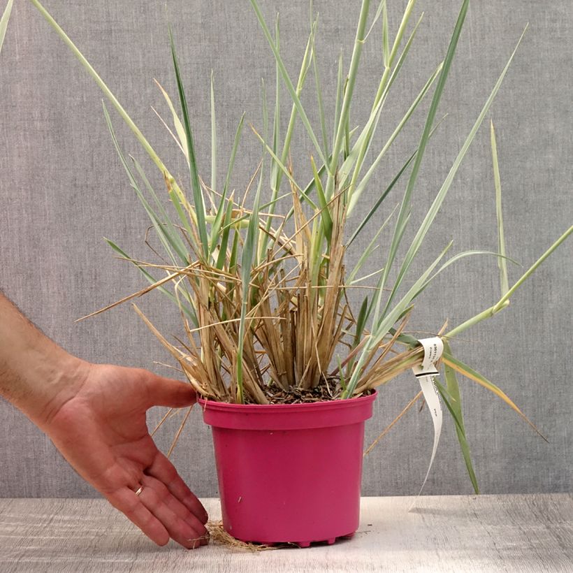 Spécimen de Leymus arenarius - Blé d'Azur Pot de 2L/3L tel que livré en été