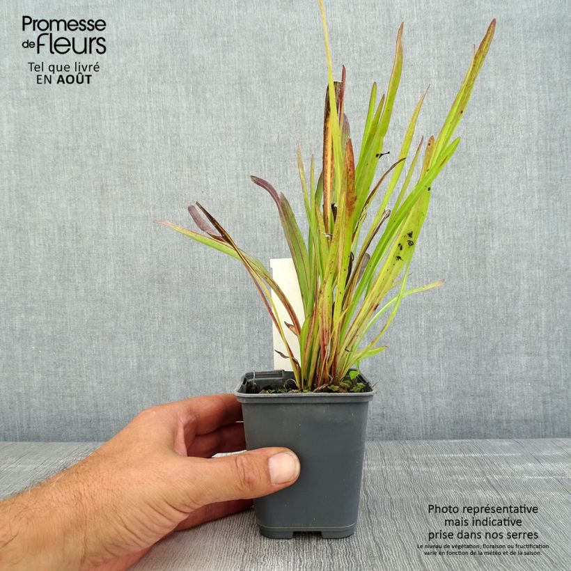 Spécimen de Liatris ligulistylis, Plume du Kansas Godet de 8/9 cm tel que livré en été