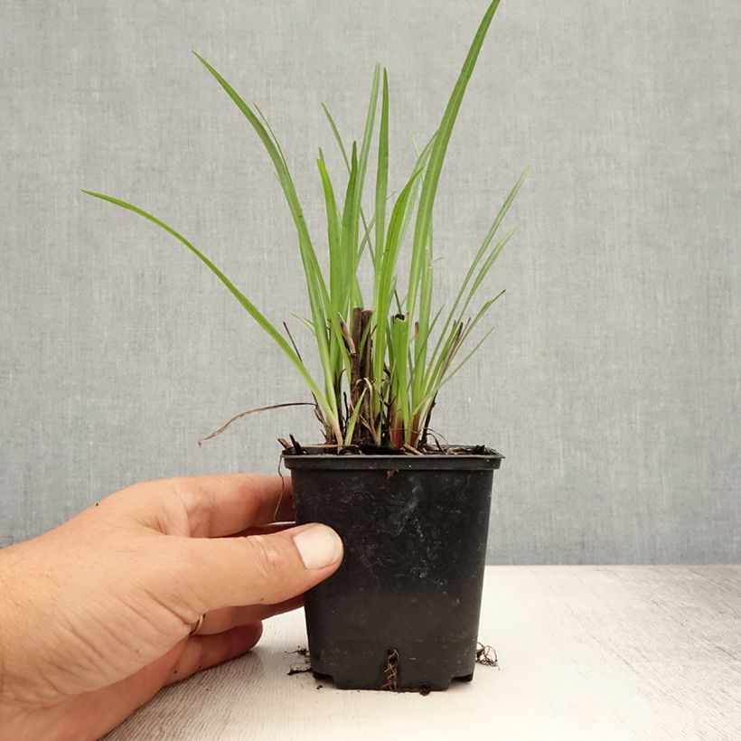 Spécimen de Liatris spicata, Liatride à épis, Plume du Kansas Godet de 8/9 cm tel que livré en été