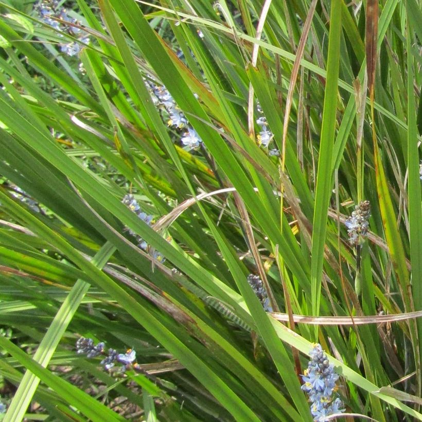 Libertia Caerulescens (Feuillage)