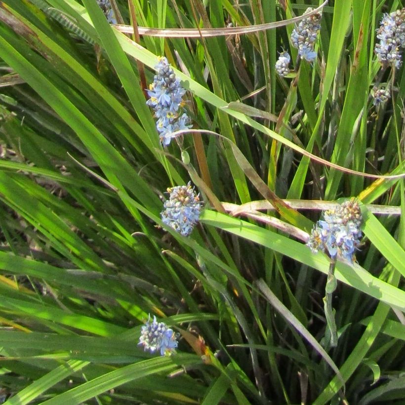 Libertia Caerulescens (Floraison)