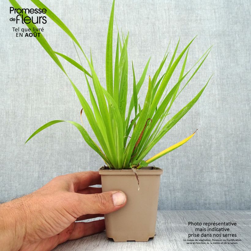 Spécimen de Libertia formosa - Iris du Chili Godet de 8/9 cm tel que livré en été