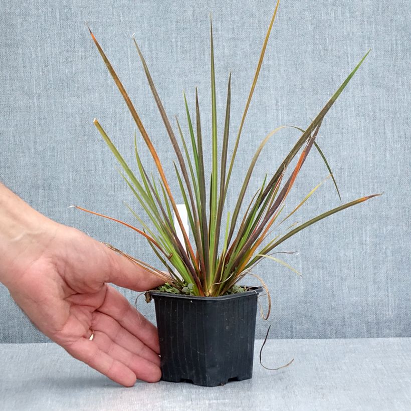 Spécimen de Libertia ixioides Taupo Sunset - Iris de Nouvelle-Zélande Godet de 8/9 cm tel que livré en été