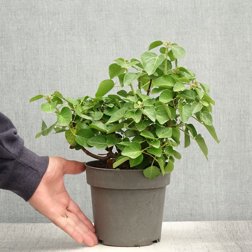 Spécimen de Lierre arbustif - Hedera helix Arbori Compact Pot de 2L/3L tel que livré en été