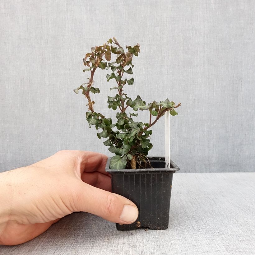Spécimen de Lierre arbustif - Hedera helix Conglomerata godet 8/9cm tel que livré au printemps