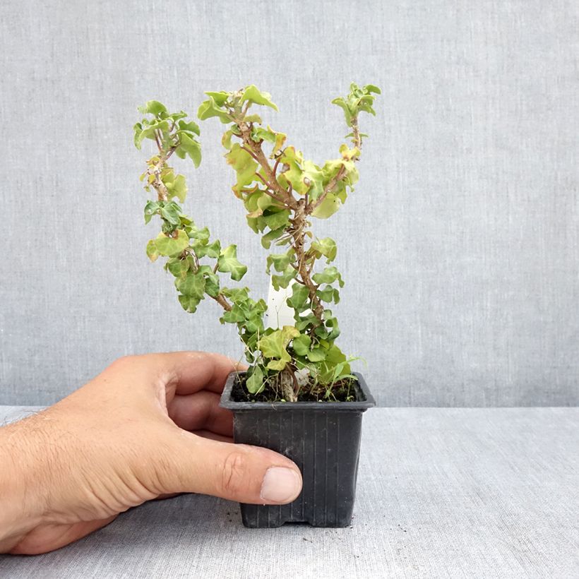 Spécimen de Lierre arbustif - Hedera helix Conglomerata Godet de 8/9 cm tel que livré en été