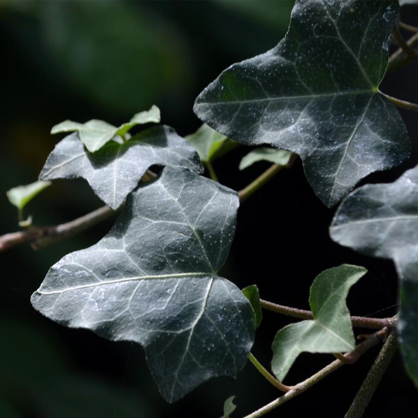 Lierre commun - Hedera helix (Feuillage)